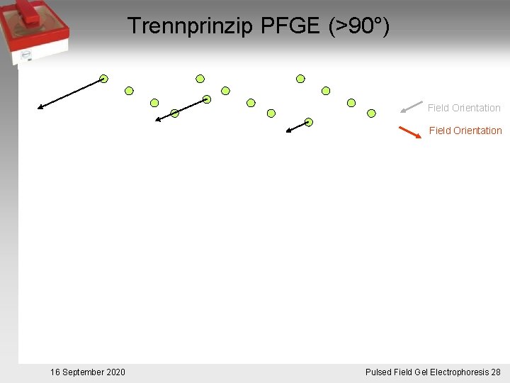 Trennprinzip PFGE (>90°) Field Orientation 16 September 2020 Pulsed. Pulsfeldgelelektrophorese. 28 Field Gel Electrophoresis