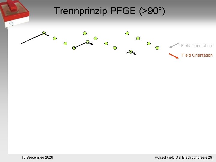 Trennprinzip PFGE (>90°) Field Orientation 16 September 2020 Pulsed. Pulsfeldgelelektrophorese. 29 Field Gel Electrophoresis