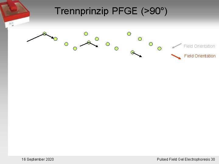 Trennprinzip PFGE (>90°) Field Orientation 16 September 2020 Pulsed. Pulsfeldgelelektrophorese. 30 Field Gel Electrophoresis