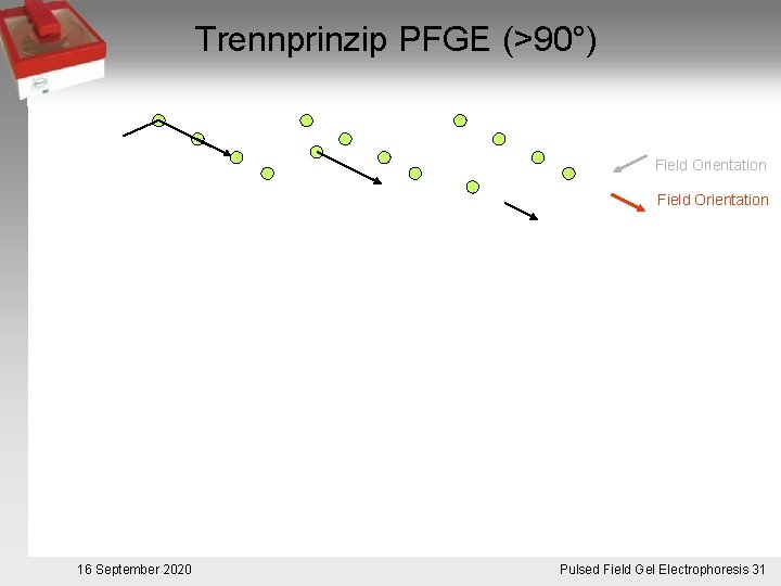 Trennprinzip PFGE (>90°) Field Orientation 16 September 2020 Pulsed. Pulsfeldgelelektrophorese. 31 Field Gel Electrophoresis