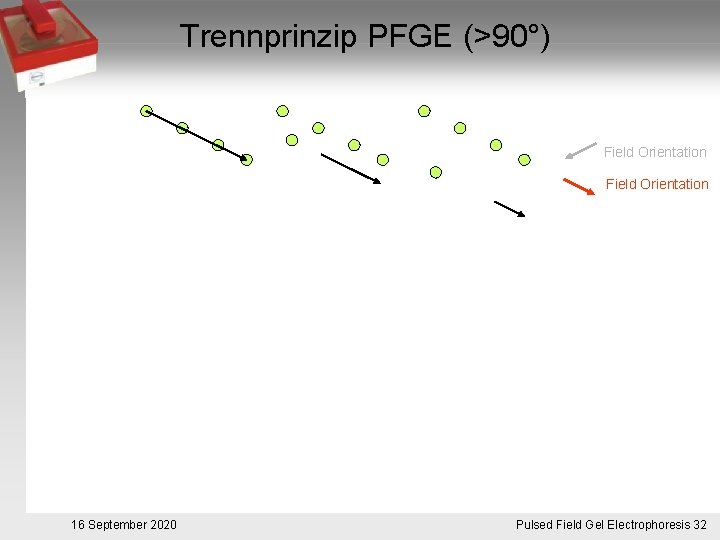 Trennprinzip PFGE (>90°) Field Orientation 16 September 2020 Pulsed. Pulsfeldgelelektrophorese. 32 Field Gel Electrophoresis