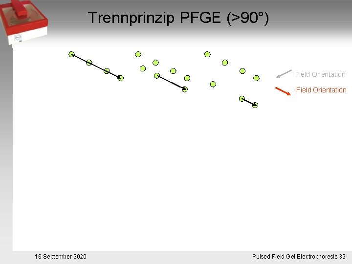 Trennprinzip PFGE (>90°) Field Orientation 16 September 2020 Pulsed. Pulsfeldgelelektrophorese. 33 Field Gel Electrophoresis