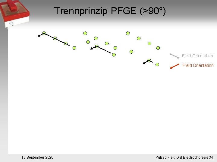 Trennprinzip PFGE (>90°) Field Orientation 16 September 2020 Pulsed. Pulsfeldgelelektrophorese. 34 Field Gel Electrophoresis