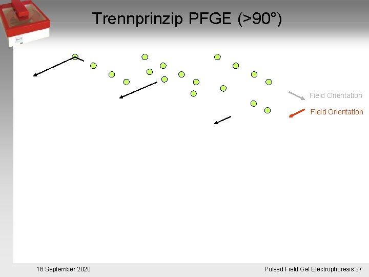 Trennprinzip PFGE (>90°) Field Orientation 16 September 2020 Pulsed. Pulsfeldgelelektrophorese. 37 Field Gel Electrophoresis