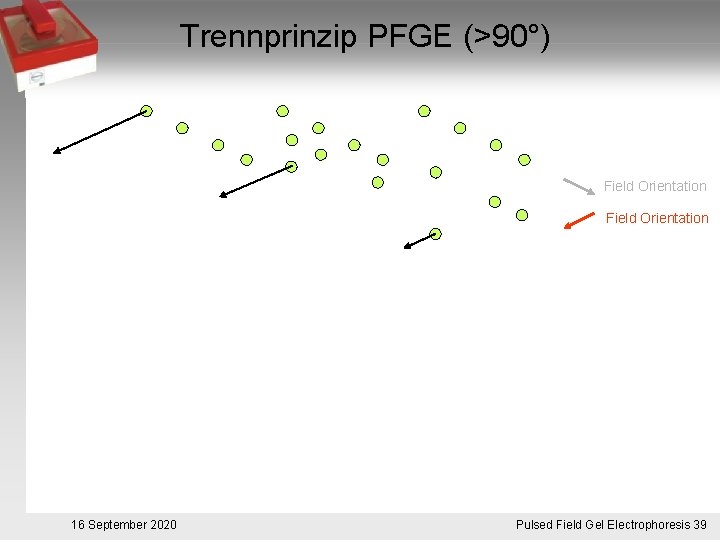 Trennprinzip PFGE (>90°) Field Orientation 16 September 2020 Pulsed. Pulsfeldgelelektrophorese. 39 Field Gel Electrophoresis
