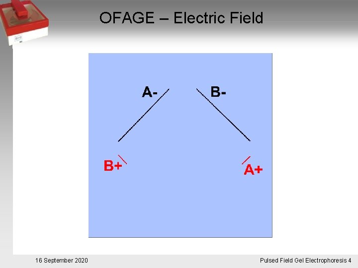 OFAGE – Electric Field 16 September 2020 Pulsed. Pulsfeldgelelektrophorese. 4 Field Gel Electrophoresis 4