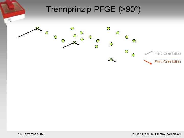 Trennprinzip PFGE (>90°) Field Orientation 16 September 2020 Pulsed. Pulsfeldgelelektrophorese. 40 Field Gel Electrophoresis
