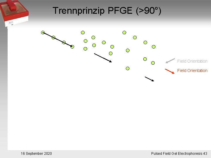 Trennprinzip PFGE (>90°) Field Orientation 16 September 2020 Pulsed. Pulsfeldgelelektrophorese. 43 Field Gel Electrophoresis