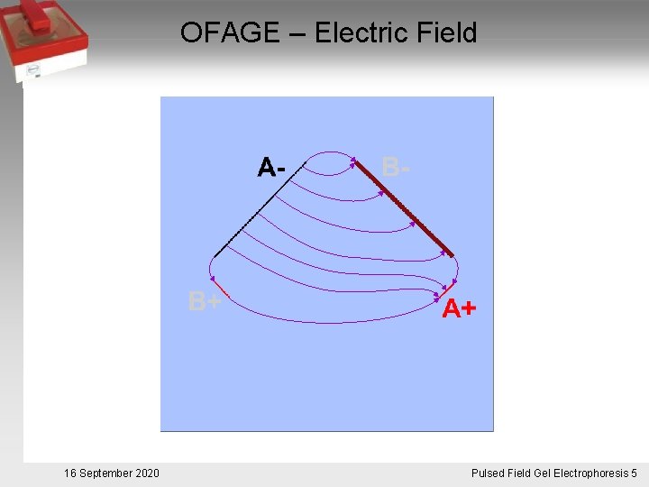 OFAGE – Electric Field 16 September 2020 Pulsed. Pulsfeldgelelektrophorese. 5 Field Gel Electrophoresis 5