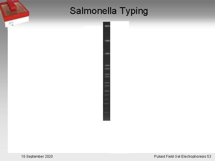 Salmonella Typing 16 September 2020 Pulsed. Pulsfeldgelelektrophorese. 53 Field Gel Electrophoresis 53 