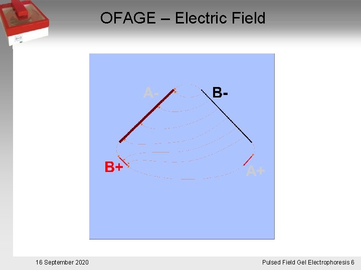 OFAGE – Electric Field 16 September 2020 Pulsed. Pulsfeldgelelektrophorese. 6 Field Gel Electrophoresis 6