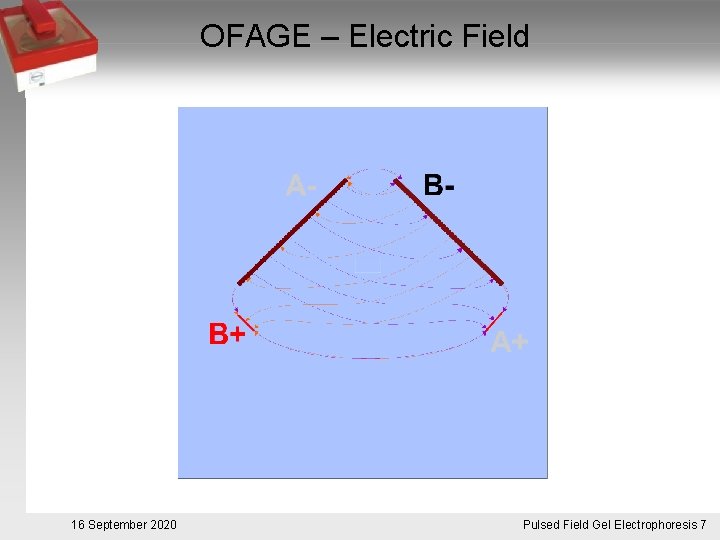 OFAGE – Electric Field 16 September 2020 Pulsed. Pulsfeldgelelektrophorese. 7 Field Gel Electrophoresis 7