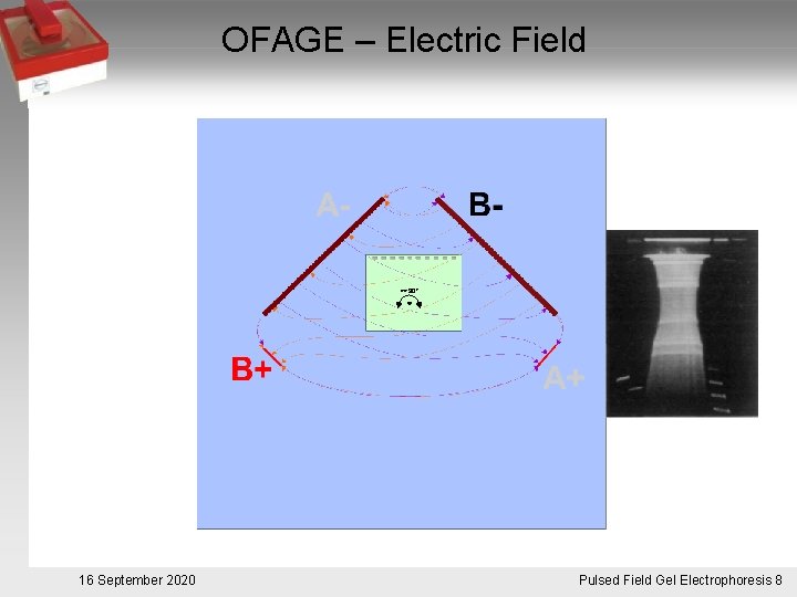 OFAGE – Electric Field >>90° 16 September 2020 Pulsed. Pulsfeldgelelektrophorese. 8 Field Gel Electrophoresis