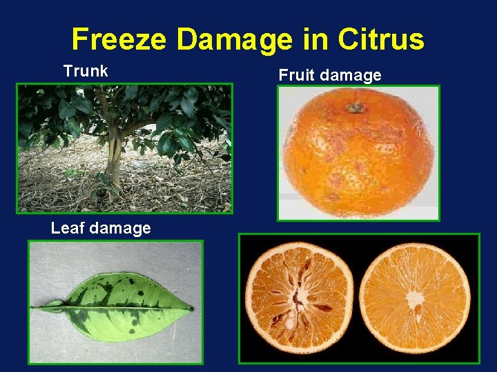 Freeze Damage in Citrus Trunk Leaf damage Fruit damage 