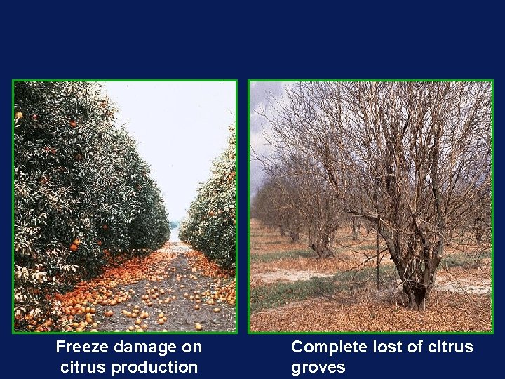 Freeze damage on citrus production Complete lost of citrus groves 