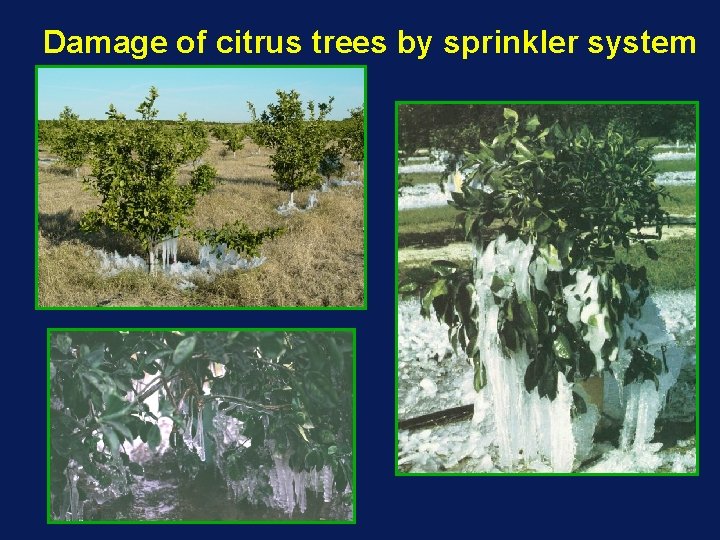 Damage of citrus trees by sprinkler system 