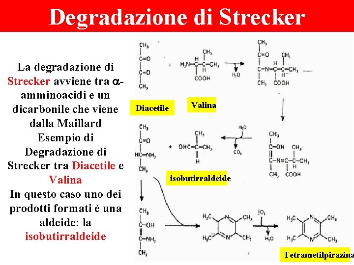 Degradazione di Strecker La degradazione di Strecker avviene tra aamminoacidi e un dicarbonile che