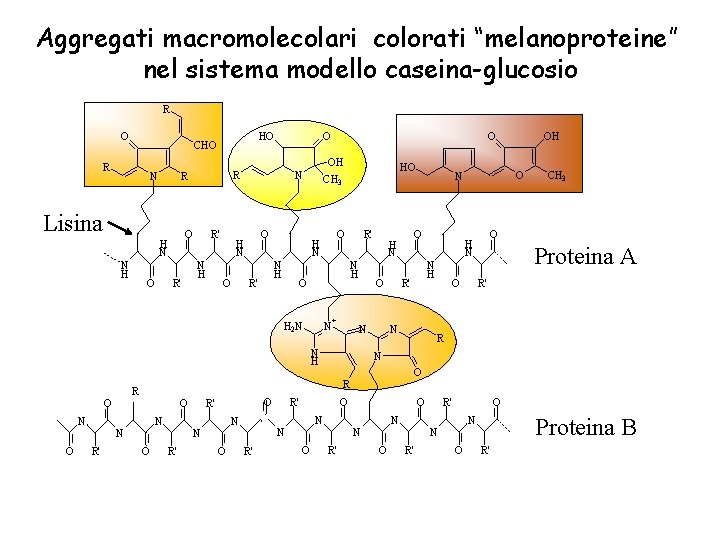 Aggregati macromolecolari colorati “melanoproteine” nel sistema modello caseina-glucosio R O OH R HO CHO