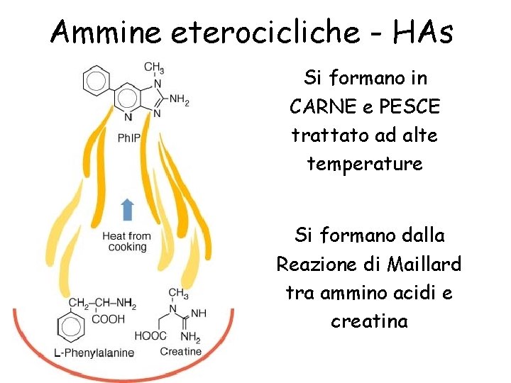 Ammine eterocicliche - HAs Si formano in CARNE e PESCE trattato ad alte temperature