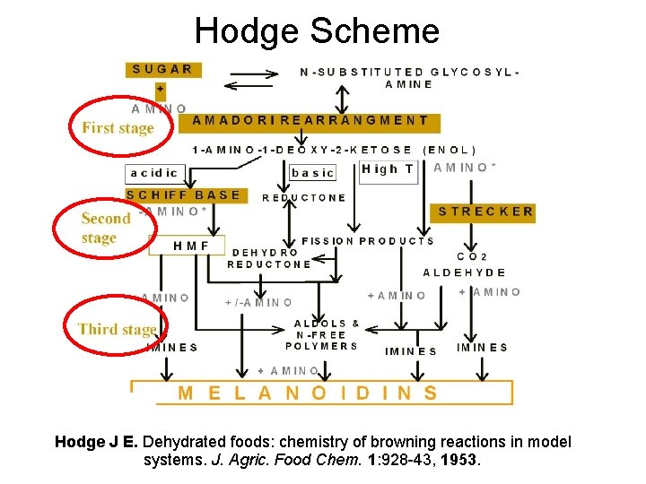 Hodge Scheme Hodge J E. Dehydrated foods: chemistry of browning reactions in model systems.