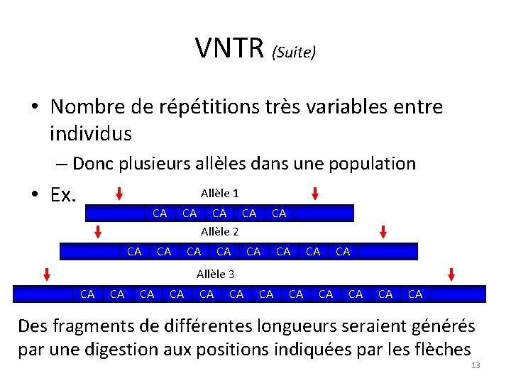 VNTR (Suite) • Nombre de répétitions très variables entre individus – Donc plusieurs allèles