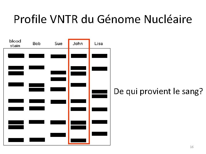 Profile VNTR du Génome Nucléaire De qui provient le sang? 16 