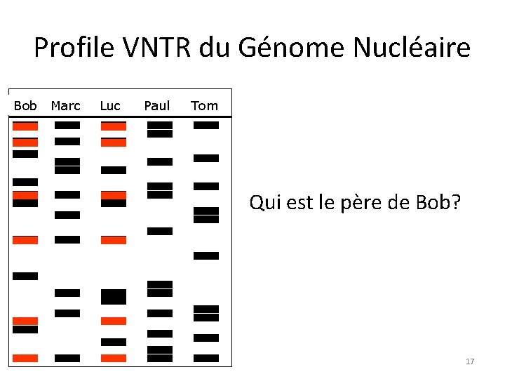 Profile VNTR du Génome Nucléaire Bob Marc Luc Paul Tom Qui est le père