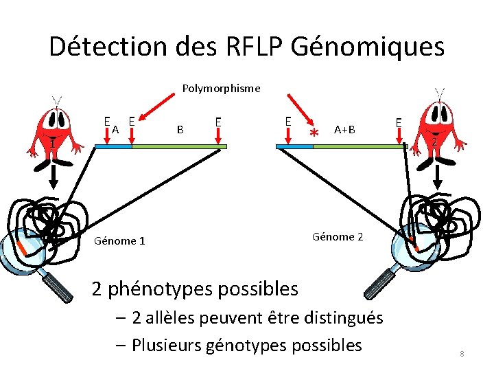 Détection des RFLP Génomiques Polymorphisme E 1 A E B E E Génome 1