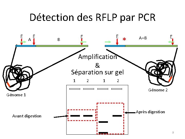 Détection des RFLP par PCR E A E E E B * E A+B