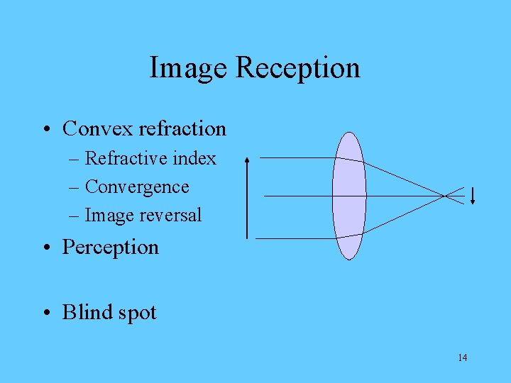 Image Reception • Convex refraction – Refractive index – Convergence – Image reversal •