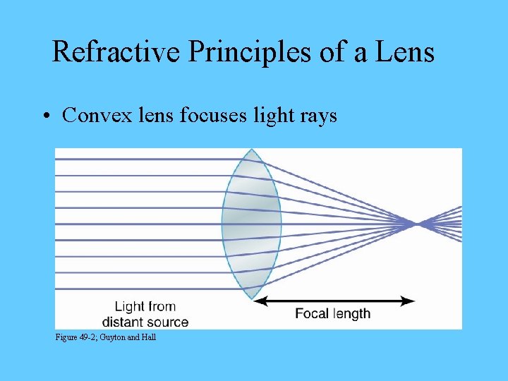 Refractive Principles of a Lens • Convex lens focuses light rays Figure 49 -2;