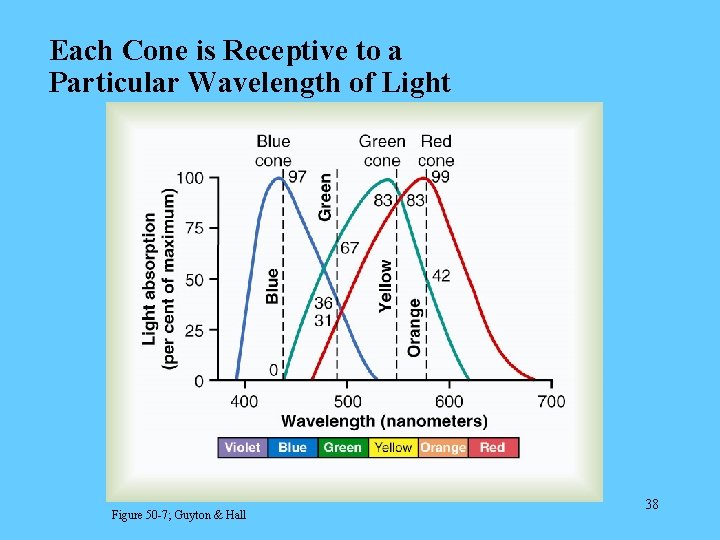 Each Cone is Receptive to a Particular Wavelength of Light Figure 50 -7; Guyton