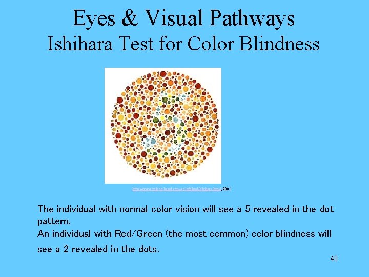 Eyes & Visual Pathways Ishihara Test for Color Blindness http: //www. toledo-bend. com/colorblind/Ishihara. html,