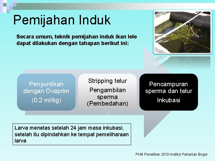 Pemijahan Induk Secara umum, teknik pemijahan induk ikan lele dapat dilakukan dengan tahapan berikut