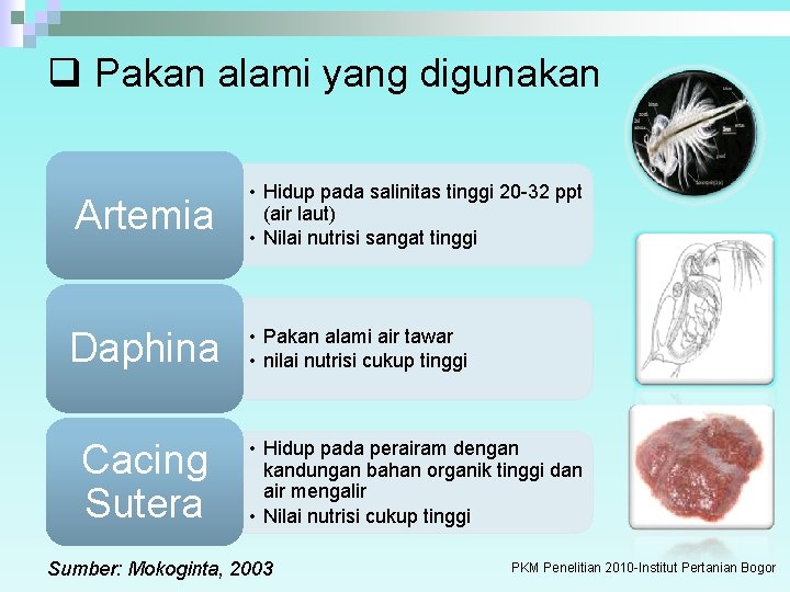 q Pakan alami yang digunakan Artemia • Hidup pada salinitas tinggi 20 -32 ppt