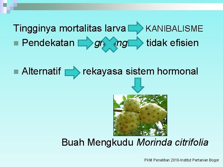 Tingginya mortalitas larva n Pendekatan grading n Alternatif KANIBALISME tidak efisien rekayasa sistem hormonal