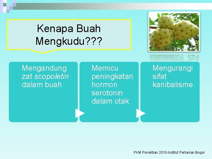 Kenapa Buah Mengkudu? ? ? Mengandung zat scopoletin dalam buah Memicu peningkatan hormon serotonin