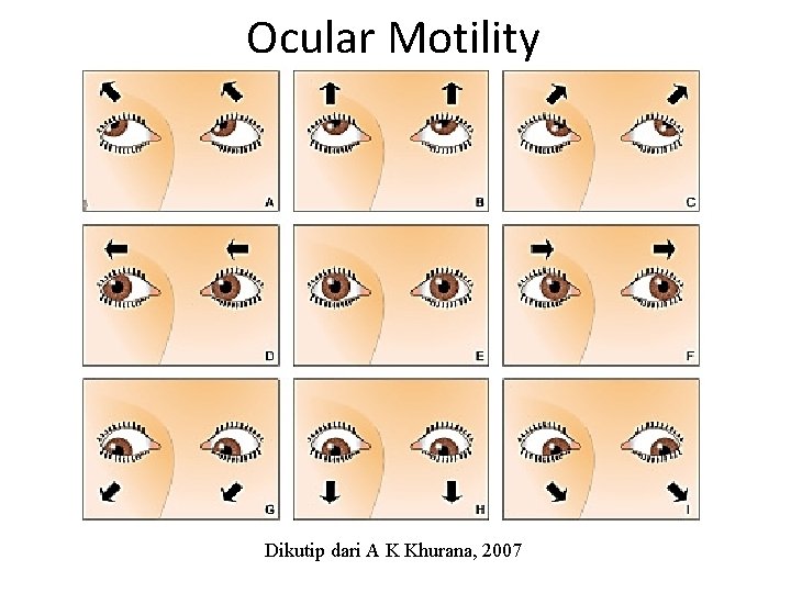 Ocular Motility Dikutip dari A K Khurana, 2007 