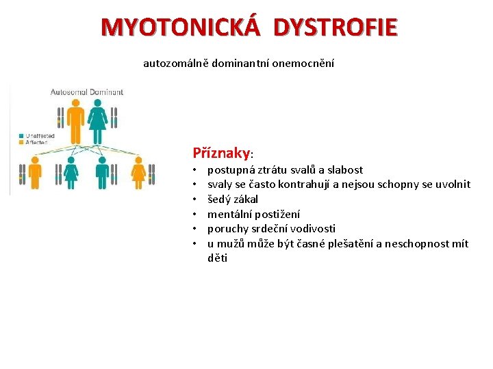 MYOTONICKÁ DYSTROFIE autozomálně dominantní onemocnění Příznaky: • • • postupná ztrátu svalů a slabost