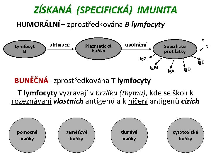 ZÍSKANÁ (SPECIFICKÁ) IMUNITA HUMORÁLNÍ – zprostředkována B lymfocyty Plazmatická buňka uvolnění Specifické protilátky Ig.