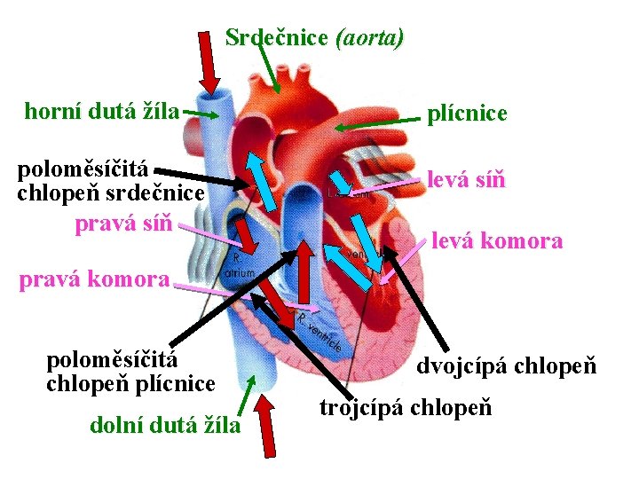 Srdečnice (aorta) horní dutá žíla plícnice poloměsíčitá chlopeň srdečnice pravá síň levá komora pravá