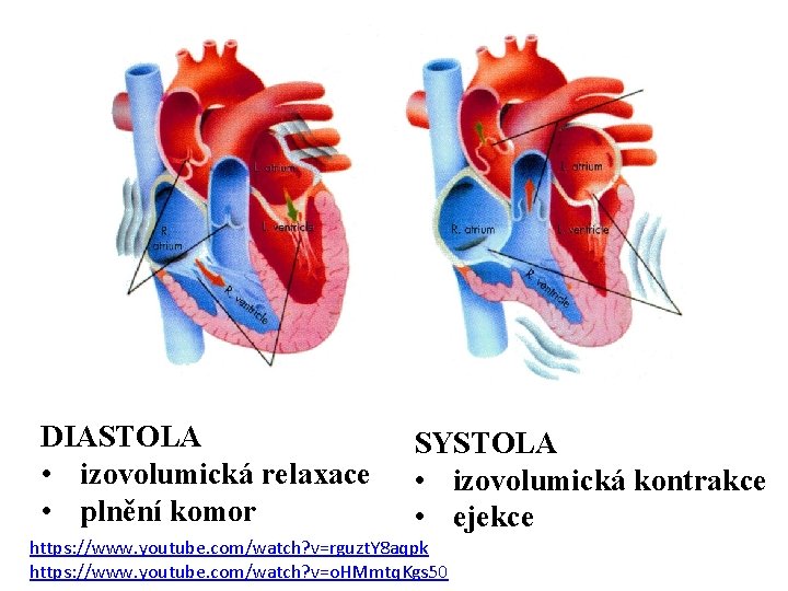 DIASTOLA • izovolumická relaxace • plnění komor SYSTOLA • izovolumická kontrakce • ejekce https: