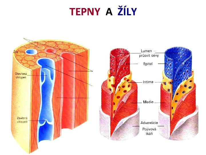 TEPNY A ŽÍLY 