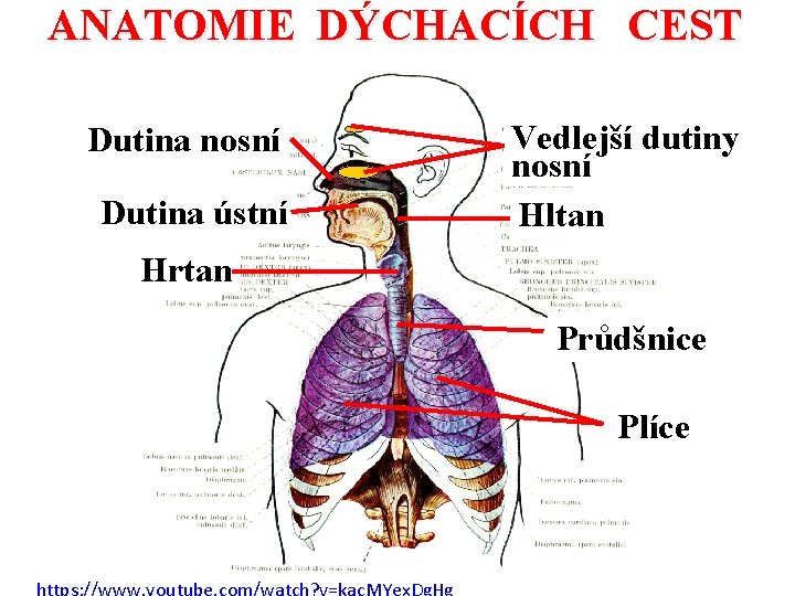 ANATOMIE DÝCHACÍCH CEST Dutina nosní Dutina ústní Vedlejší dutiny nosní Hltan Hrtan Průdšnice Plíce