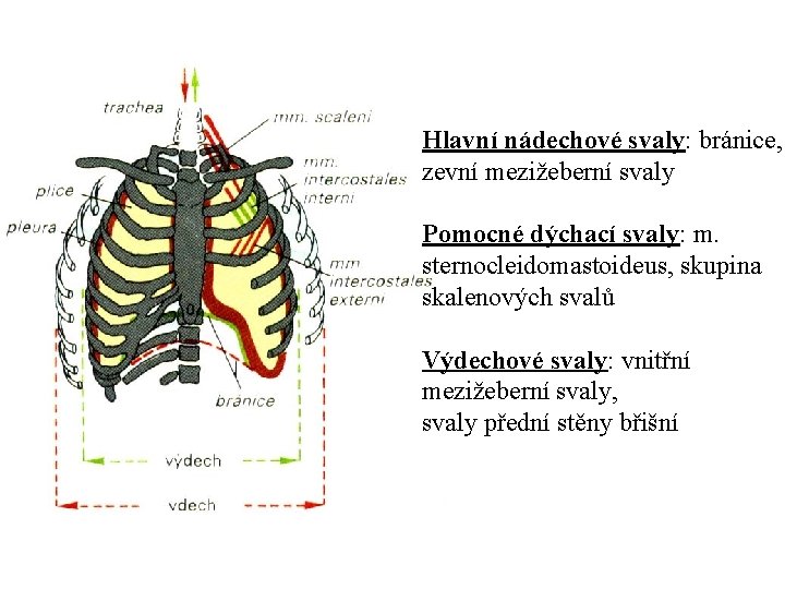 Hlavní nádechové svaly: bránice, zevní mezižeberní svaly Pomocné dýchací svaly: m. sternocleidomastoideus, skupina skalenových