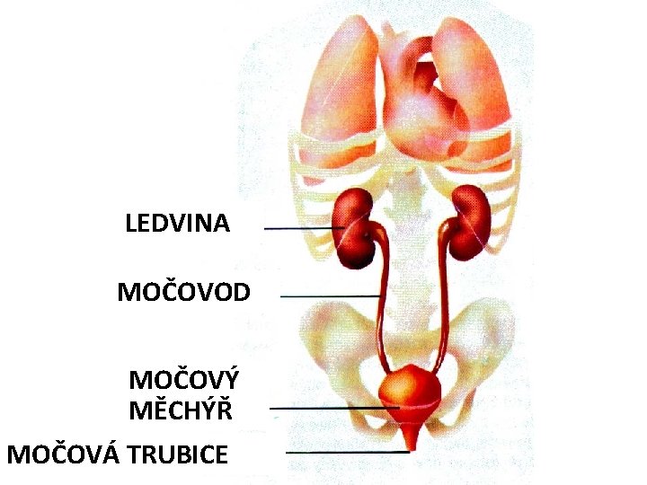 LEDVINA MOČOVOD MOČOVÝ MĚCHÝŘ MOČOVÁ TRUBICE 