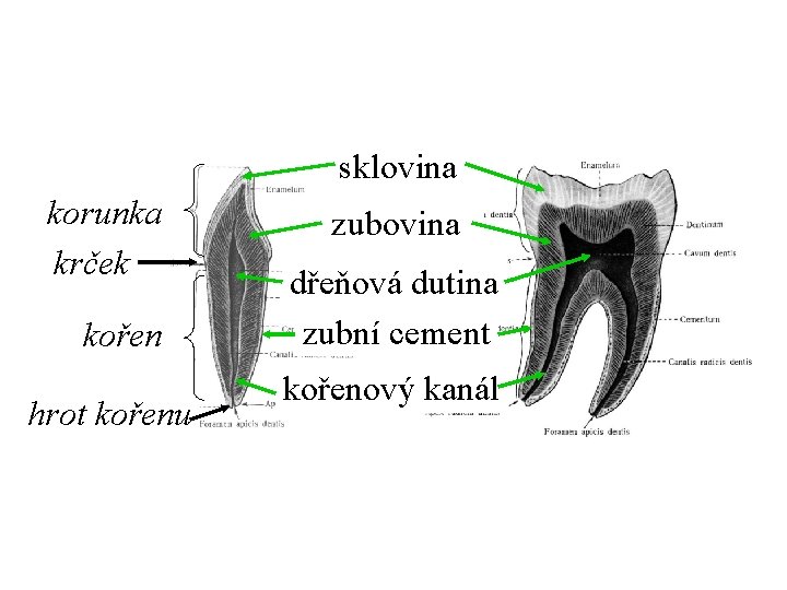 sklovina korunka krček kořen hrot kořenu zubovina dřeňová dutina zubní cement kořenový kanál 