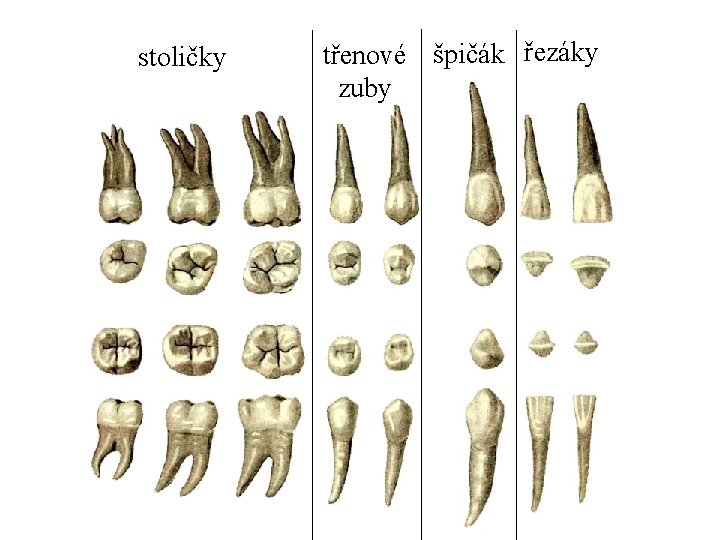 stoličky třenové špičák řezáky zuby 