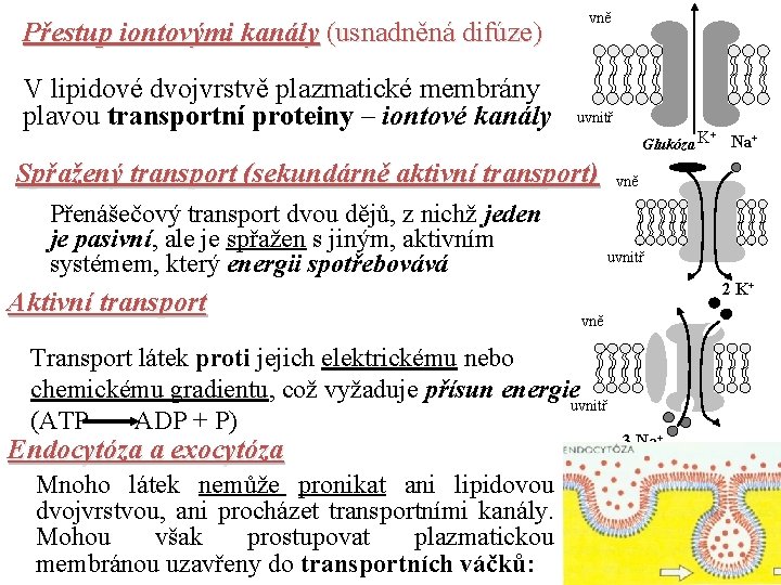 Přestup iontovými kanály (usnadněná difúze) V lipidové dvojvrstvě plazmatické membrány plavou transportní proteiny –