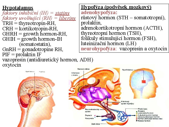 Hypofýza (podvěsek mozkový) Hypotalamus adenohypofýza: faktory inhibiční (IH) = statiny faktory uvolňující (RH) =